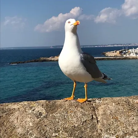 公寓 Attico In Riva Al Mare 加利波利